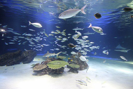 Aquarium 63 SeaWorld